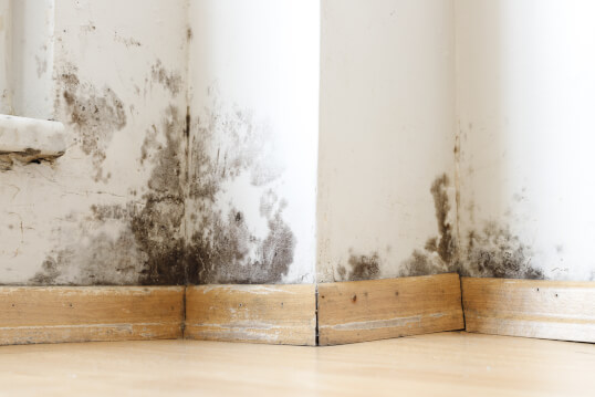 The key steps to efficient mould remediation in your home or business image