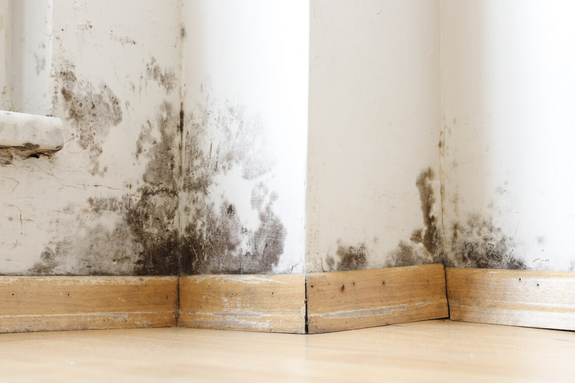<b>The key steps to efficient mould remediation in your home or business</b>